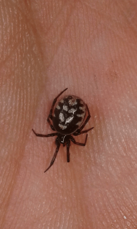 Steatoda albomaculata (Theridiidae)? S - prov. PD